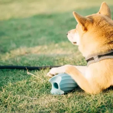 Youpin Pet Toy Automatisk Fodring af Hund Skål lækagesikre Kugle Is spill bolden Molar rengøring tænder Bære bid modstand